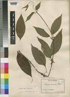 Image result for Sabicea venosa