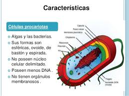 Qué son las células procariotas? - 100CIA