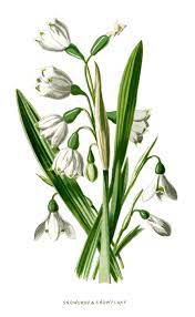 Snowdrop And Snowflake Illustration Avec Images Linogravure Perce Neige Vintage