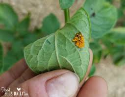 Last year we had a lot more grasshoppers than usual. Good Bugs Vs Bad Bugs The Struggle Between Good And Evil In The Garden Fresh Eggs Daily