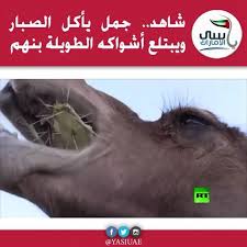 شاهد بالفيديو كيف يأكل الجمل الصبار ويبتلع أشواكه الطويلة بنهم شو رايكم بصوت القرمشه فيديو فيديوهات مقاطع الا Animals Horses Lockscreen Screenshot