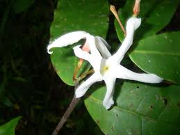 Image result for Mascarenhasia