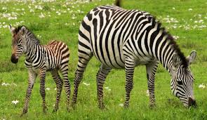 Range and habitat plains zebras generally live in treeless grasslands and savanna woodlands, but can be found in a variety of habitats, both tropical and temperate. Zebras Fun Facts What Color Are They Are They Horses
