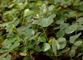 Image result for Grona adscendens