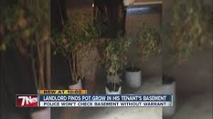Harvest yield, seeds review, grow details. Landlord Finds Tenant Growing Pot In Basement Youtube