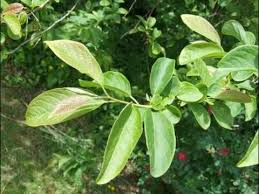 Image result for Ficalhoa