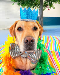 Happy 6th birthday to the handsome Milo!🥳 🎂We hope you had a great day  celebrating with your sister Lucy and getting lots of kisses from Stella  and Lily😝🥳😘