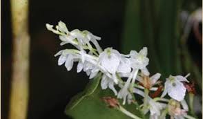 Image result for Rhipidoglossum