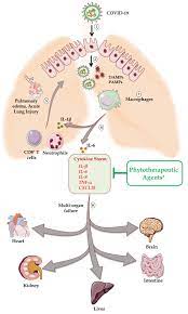 Cytokines that activate inflammatory cells 4. Phytotherapy For Treatment Of Cytokine Storm In Covid 19
