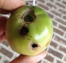 This is how you can solve that problem. What Caused The Holes In Your Tomato Crop Tips Tricks More To Know About A Pesky Pest Home Garden Nola Com