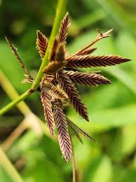 Image result for Pycreus flavidus