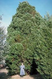 We ship your leyland cypress trees with care and in their original pots. Enh 828 St671 X Cupressocyparis Leylandii Leyland Cypress
