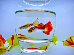 I am showing you some of beautiful cobra guppy from my farm, if you have any question please do comment bellow, i will help you as far as i know. Top Beautiful Guppies Fish Collection Fish Tank Aquarium