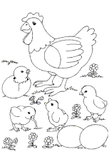 Coloriage pour enfant à imprimer. Coloriage Poule Avec Ses Poussins