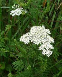 Achillea Yarrow Achillea Achillea Millefolium Yarrow