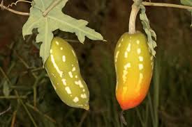 Image result for Coccinia sessilifolia