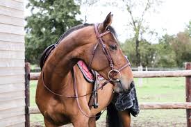 look winter rose equestrian stockholm winter rose winter looks equestrian