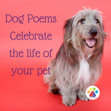 Check spelling or type a new query. Dog Poems My Pet S Ashes Inspiration For A Rainbow Bridge Ceremony