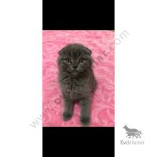 gri kedime aile ariyorum kedi gri ailem