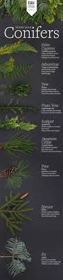 Conifers Are Easy To Care For And Provide Year Round Beauty And Shelter For Birds And Wildlife Which One Garten Ideen Gestaltung Vorgarten Gartentipps Garten