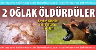 Basibos Kopekler Oglaklara Saldirdi Haber Horozu