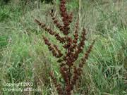 Image result for Afroligusticum runssoricum