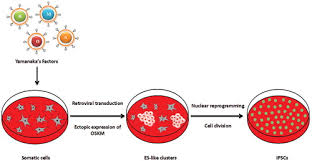 Enginerred cells derived from somatic cells that resemble es cells. Induced Pluripotent Stem Cells Reprogramming Platforms And Applications In Cell Replacement Therapy Bioresearch Open Access
