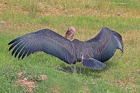 Definition (quechua) a coin of chile. The Worlds Top 10 Birds With The Largest Wingspan