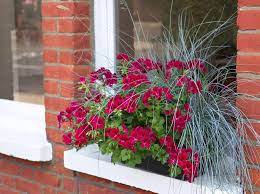 Check out our gallery for 10 plants that will thrive right outside of your window. Plants For Window Boxes Pictures Bbc Gardeners World Magazine