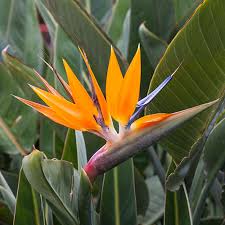Image result for Strelitzia
