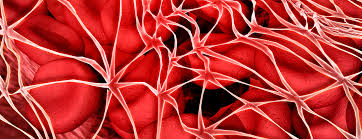 The fibrin (ogen) degradation products (fdp) tests provide evidence of fibrinolysis in vivo. Fibrin Degradation Products Blood Test