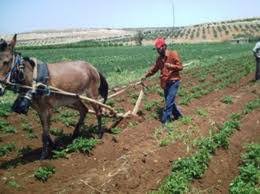 المحراث القديم : المحراث : في اللغة : حرث ، يحرث ، حرثاً .. والحرث : هو شق  الارض وتقليبها بالمحراث ... والمحراث : هو الة الحرث ... والحراثة : هي مهنة