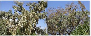 Image result for Cordia africana