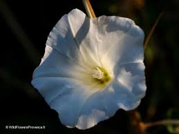 Image result for Convolvulus arvensis