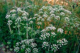 Image result for Anisosepalum