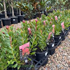 Image result for Leucospermum