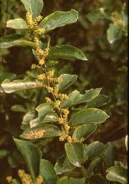 Image result for Opilia amentacea