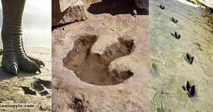 How Do Dinosaur Footprints Get Preserved in Rock – Geology In