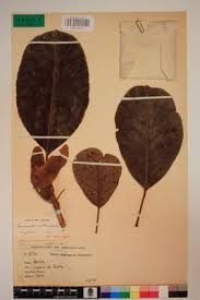 Image result for Terminalia mollis