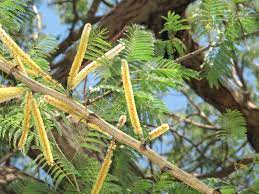 Black Cutch Senegalia Catechu Feedipedia