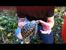 Identification Of Hermanns Tortoise Subspecies