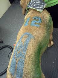 Critter color is a temporary apply and dry color system for pets. Lightening A Black Dog For Coloring Doggrooming