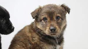 How does s.a.f.e.pet rescue, inc.? Pet Adoptions Spike During Washington S Coronavirus Crisis King5 Com