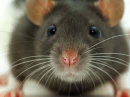 Die maus frißt hauptsächlich bucheckern. Zuchtratte Ubertragt Ein Gefahrliches Hantavirus Wissen