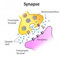A synapse is a connection that allows for the transmission of nerve impulses. Chemical Synapses The Salience
