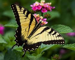 Beautiful Black And Yellow Flowers Lantana Lover By Margaret Barry Beautiful Butterflies Flying Flowers Yellow Butterfly Tattoo