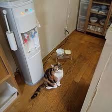キッチン 猫と暮らす いつもいいね ありがとうございます 猫 癒し などのインテリア実例 2020 01 10 15 22 08 roomclip ルームクリップ インテリア 実例 インテリア キッチン