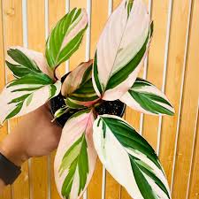 Image result for Maranta arundinacea