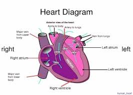 Three forces (upper part of figure below) 1) tension t 1 2) tension t 2 3) tension t 3 Lower Body Diagram Easy Notes On Lower Limb Learn In Just 4 Minutes Earth S Lab