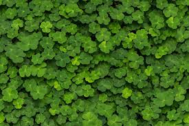 After install clover, you will be able to open multiple folders within the same window, and. Clover R15841 Rebel Walls Uk